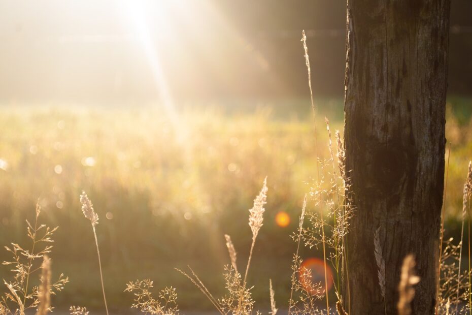 Preparing your Boiler for Summer